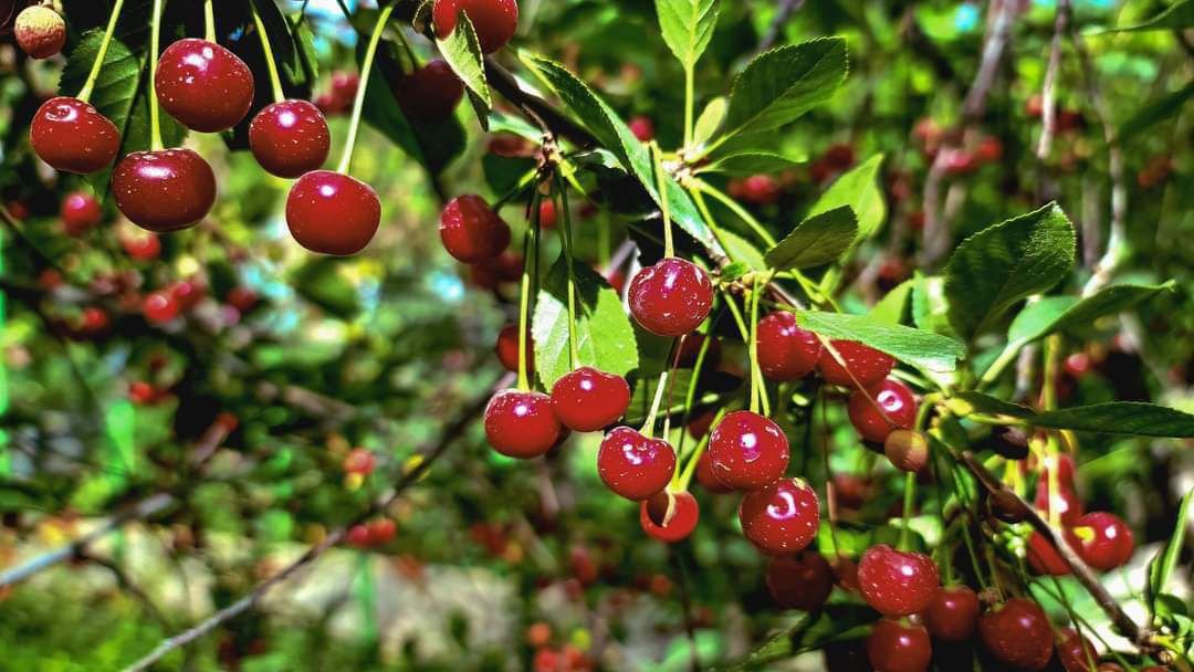 گیلاس پنجشیر؛ میوه‌ای کوچک با آمار بزرگ؟ تردیدها درباره رقم ۲۱ میلیون دالری صادرات خبرگزاری بانو: مقام‌های محلی طالبان در ولایت پنجشیر می‌گویند در سال روان خورشیدی، با برداشت و صادرات بیش از ۱٬۲۱۸ تُن گیلاس از ۳۵۰ هکتار زمین، این ولایت یکی از موفق‌ترین فصل‌های زراعتی خود را سپری کرده است. سیف‌الدین لتون، سخن‌گوی والی پنجشیر، گفته است که این محصول از راه دهلیز هوایی به شش کشور، از جمله چین، روسیه و امارات متحده عربی، صادر شده و بیش از ۲۱ میلیون و ۴۴۴ هزار دالر عاید برای کشاورزان و تاجران به‌همراه داشته است. اما این رقم، پرسش‌برانگیز است. اگر عاید کل را بر حجم محصول تقسیم کنیم، هر تُن گیلاس حدود ۱۷٬۶۰۰ دالر درآمد داشته است؛ یعنی هر کیلوگیلاس حدود ۱۷ دالر. این در حالی است که در بازارهای جهانی، بهای گیلاس ممتاز بین ۴ تا ۸ دالر در هر کیلو نوسان دارد. حتی با در نظر گرفتن هزینه‌های انتقال هوایی، بسته‌بندی و سود واسطه‌ها، رقم اعلام‌شده از سوی مقام‌های محلی بسیار بالاتر از میانگین جهانی به‌نظر می‌رسد. کارشناسان زراعت می‌گویند احتمال دارد رقم ۲۱ میلیون دالر کل ارزش تجارتی چرخه صادرات باشد، نه صرفاً عاید مستقیم باغداران. در چنین حالتی، هزینه‌های حمل‌ونقل، بیمه، بسته‌بندی، مالیات، و سود شرکت‌های صادرکننده نیز در این رقم گنجانده شده است. با این حال، افزایش صادرات گیلاس پنجشیر نشانه‌ای از رشد تدریجی زراعت تجارتی در این ولایت کوهستانی است؛ محصولی که به‌گفته کارشناسان، اگر زنجیره ارزش آن شفاف و پایدار مدیریت شود، می‌تواند در سال‌های آینده به یکی از برندهای صادراتی افغانستان تبدیل گردد.