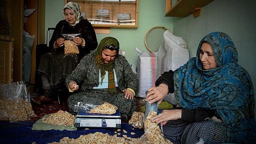 خبرگزاری بانو: دفتر مبارزه با مواد مخدر و جرایم سازمان ملل متحد (UNODC) اعلام کرده است که دولت ایتالیا یک میلیون یورو برای حمایت از زنان و جوانان آسیب‌پذیر در افغانستان اختصاص داده است. این دفتر روز سه‌شنبه، ۲۳ جدی، در بیانیه‌ای گفت که این کمک مالی از شش هزار و ۷۹۷ زن و جوان در ولایت‌های هرات و ننگرهار پشتیبانی خواهد کرد. بر اساس این بیانیه، دولت ایتالیا مرحله دوم تأمین مالی پروژه «بهبود رفاه زنان و جوانان افغان از طریق افزایش فرصت‌های درآمد مشروع» را تصویب کرده است؛ مرحله‌ای که به‌منظور تقویت و تثبیت دستاوردهای مرحله نخست این پروژه در هرات و ننگرهار اجرا می‌شود. دفتر مبارزه با مواد مخدر و جرایم سازمان ملل افزوده است که از زمان آغاز این پروژه در سال ۲۰۲۴، برای حدود پنج هزار و ۵۱۴ خانواده آسیب‌پذیر در ۹۳ روستا و پنج ولسوالی هرات و ننگرهار، فرصت‌های درآمدی مشروع و پایدار فراهم شده؛ خانواده‌هایی که پیش‌تر به کشت خشخاش وابسته بودند. این کمک در حالی صورت می‌گیرد که حدود یک هفته پیش، صندوق اعتماد ویژه سازمان ملل متحد برای افغانستان نیز از کمک مالی دولت ایتالیا خبر داده بود. سازمان ملل متحد اعلام کرده است که برای رسیدگی به نیازهای فوری بشردوستانه در افغانستان، در سال ۲۰۲۶ به حدود یک میلیارد و ۷۱۰ میلیون دالر بودجه نیاز دارد.